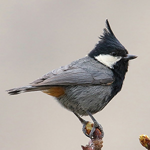 Rufous-naped/Black-breasted Tit